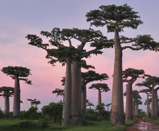 uxury Madagascar Tour – Explore the Pristine Rainforests & Unique Wildlife of Madagascar