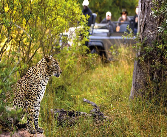Leopard in the wild
