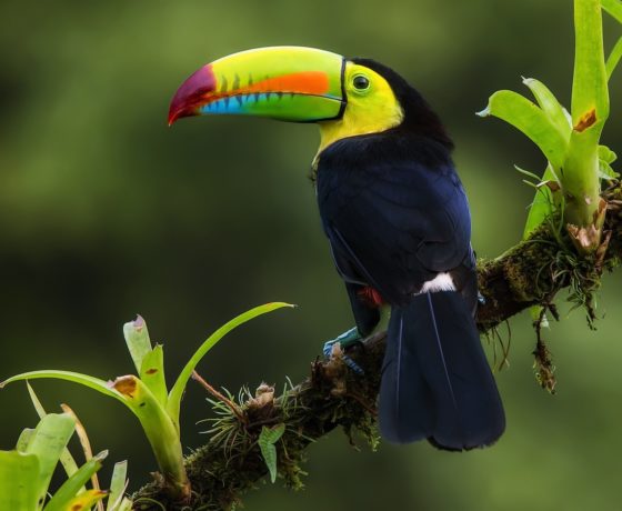 Luxury Costa Rica Family Vacation – Adventure & Relaxation