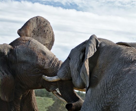 Luxury Kenya Wildlife Tour – Private Safari in Masai Mara with Exclusive Game Drives
